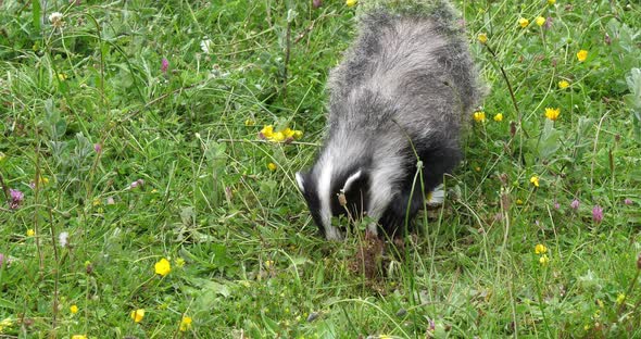 European Badger, meles meles, Adult walking on Grass, Normandy in France, Slow motion 4K