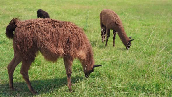 Brown Llama Eating Grass Outdoors in Wild Zoo