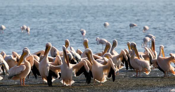 Pink-backed pelican colony in Walvis bay, Namibia