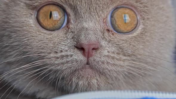 Gray Thoroughbred Soapy Kitten Lies on the Bed