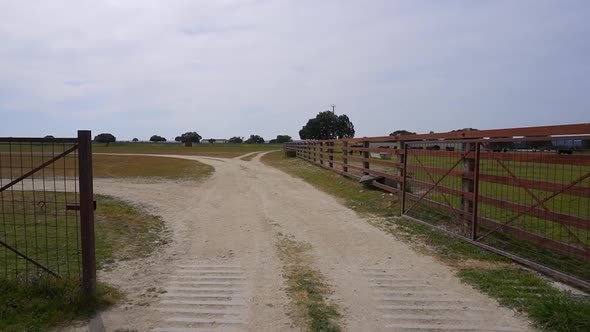 Holm Oak and bulls on a farm