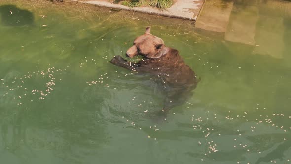 Brown Bear Swims in the Pond of the Zoo and Eats Food