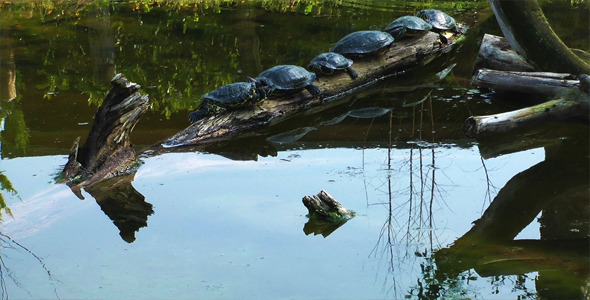 Turtles Having Sunbath