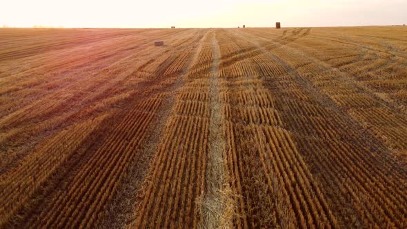 Aerial Drone View Flight Over Stalks of Mown Wheat in Wheat Field After Harvest