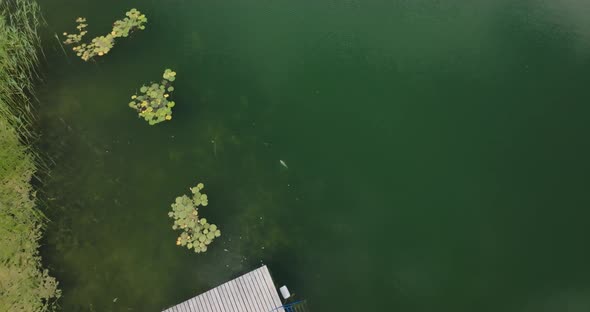 koi fish swims next to a pond in crystal clear lake with water lilies, aerial view