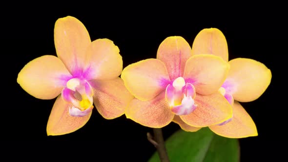 Blooming Orange Orchid Phalaenopsis Flower