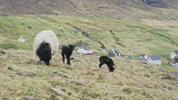 Sheep Standing With Black Lambs On Grass