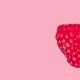 fresh ripe raspberry rotating on a pink background close-up - VideoHive Item for Sale