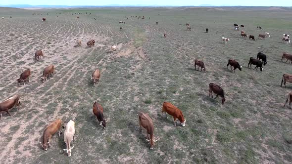 Big Crowded Herd of Cows Grazing on Barren Land of Terrestrial Climate