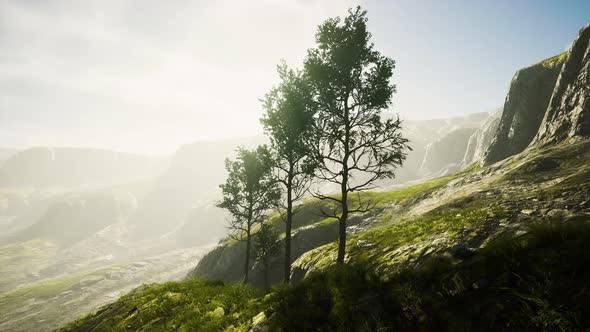 Pine Trees and Huangshan Mountains in China