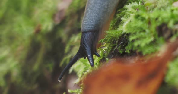 Macro Footage with Slug. Land Slug, Shell-less Terrestrial Gastropod Mollusc in Autumn Forest.