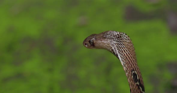 Side video of the Indian Spectacled Cobra head with a Fly going around its eye