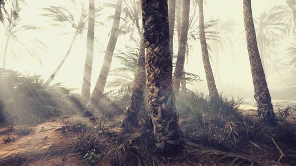 Coconut Palms in Deep Morning Fog