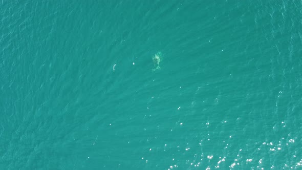 Aerial View of the Dolphins Slowly Swimming in Crystal Clear Turquoise Waters