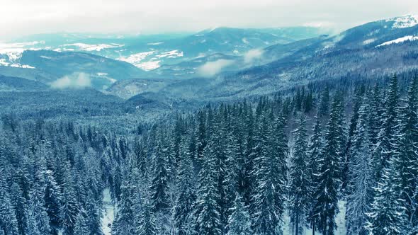 Winter Snow Mountain Forest Weather Season Frozen