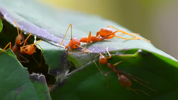 ants work as a team to build their nest