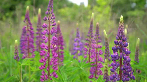 A Field of Blooming Lupine Flower Closeup