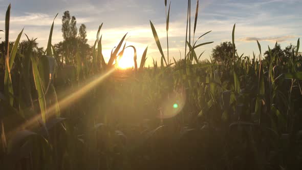 Wheat At Dawn