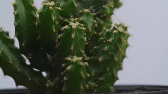 Close Up Of Fairy Castle Cactus Plant Revolving Around Itself On The White Screen Background