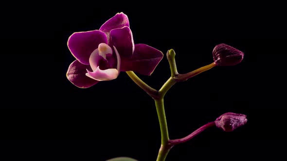 Blooming Black Orchid Phalaenopsis Flower
