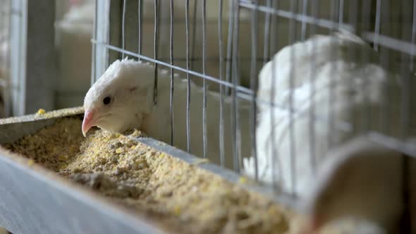 Close Up Quails Are in a Cage on a Birds Farm