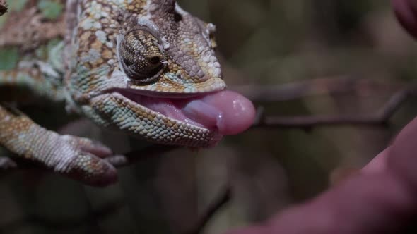 Chameleon feeding in captivity with handlers in slow motion