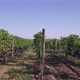 Aerial Flight Over Beautiful Vineyard Landscape - VideoHive Item for Sale