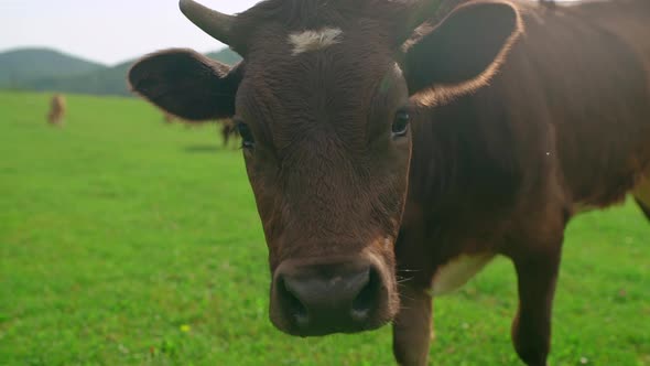 The Cow Looks Into the Camera