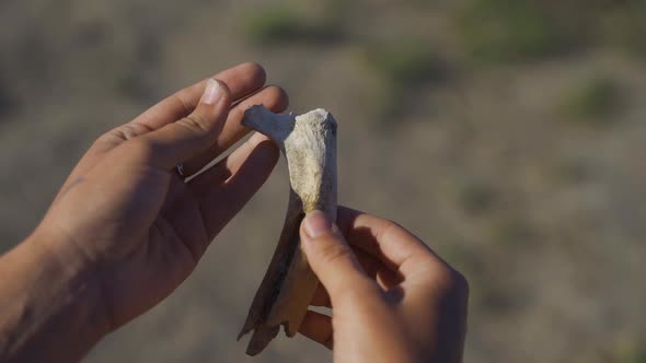 Woman Archaeologist Scientist Shows the Found Bone in Her Hands. Close-up