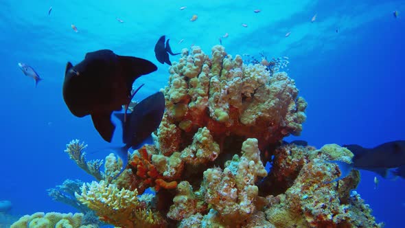 Tropical Underwater Reef