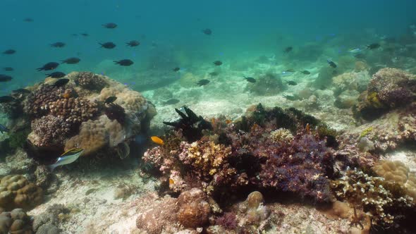 The Underwater World of a Coral Reef