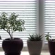 Home plants growing on the windowsill. - VideoHive Item for Sale