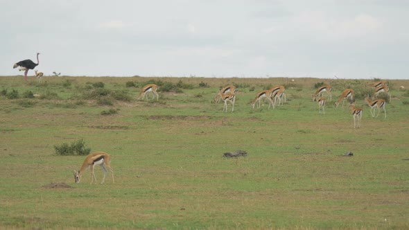 Thomsons gazelle herd and a male ostrich