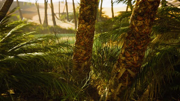 The Palms Oasis Trail is One of Many Popular Hikes in National Park