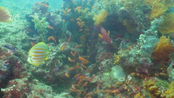 Coral Reef and Tropical Fish