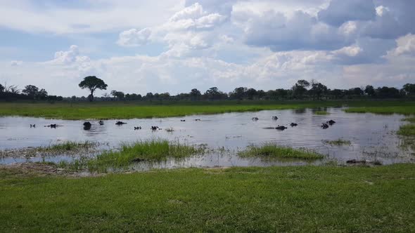 Hippos at Moremi Game Reserve 