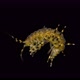 Amphipoda Pallasea Cancellus Under the Microscope, Family Pallaseidae, Endemic - VideoHive Item for Sale