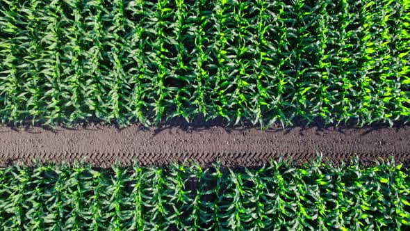 Beautiful Summer Landscape of a Corn Field