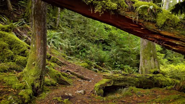 Aerial shot of the lush moss covered trees in Oregon