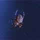 Small Spider in web - VideoHive Item for Sale