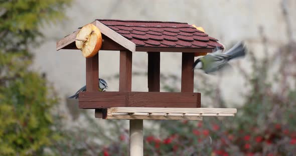 beautiful small bird great tit on bird feeder