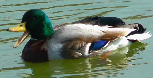 Duck on the Lake