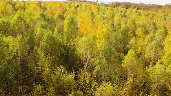 Autumn forest with bright orange and yellow leaves. Dense woods in sunny fall weather.