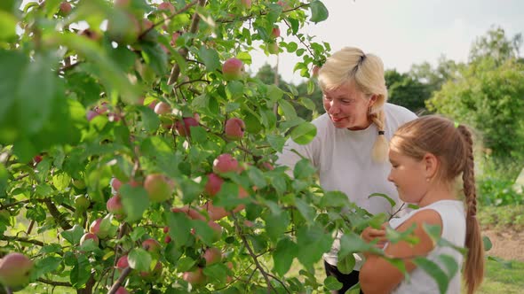 Portrait grandmother and granddaughter inspecting apple harvest in garden outdoors