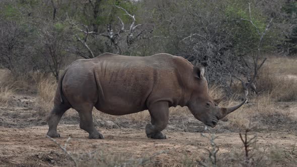A white rhino walking slowly past.