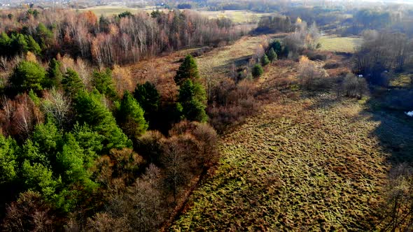 Autumn forest seen from above