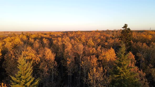 Drone flying over thousands of yellow trees due to the fall season in Canada. Concepts of sustainabl