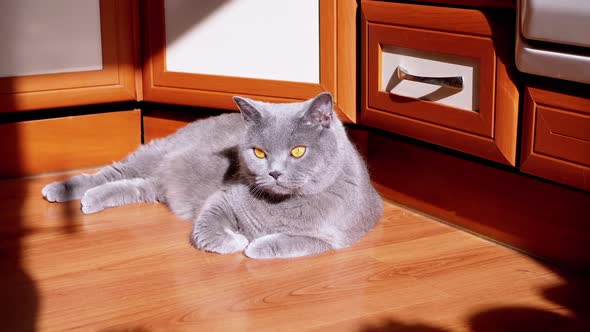 Gray British Fluffy Cat Lying Down on a Wooden Floor in the Rays of Sunlight