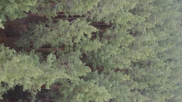 Vertical Video of Trees in a Pine Forest Slow Motion