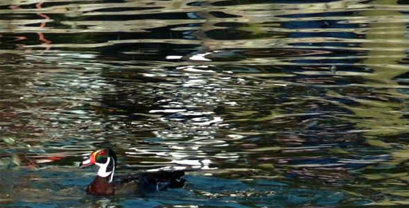 Ducks on the Lake 2